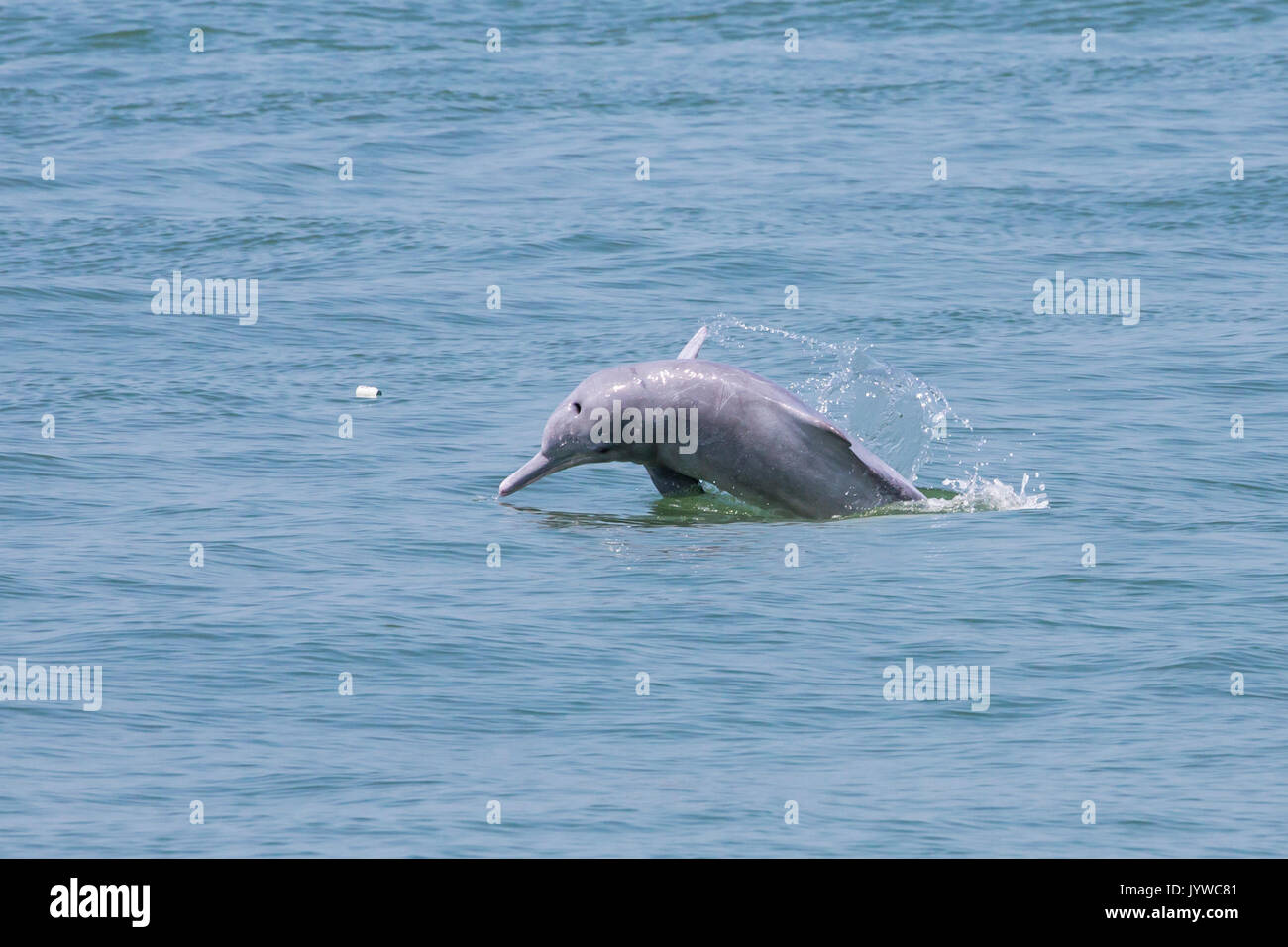 A young Indo-Pacific Humpback Dolphin (Sousa chinensis) breaching in Hong Kong waters, with rubbish (plastic bottle) in the sea. Stock Photo