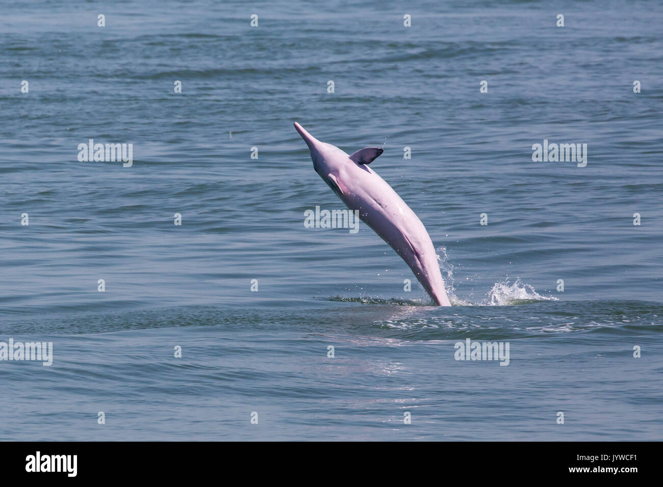 Indo-Pacific Humpback Dolphin (Sousa chinensis) breaching in Hong Kong waters. This coastal species is subject to increasing threats from humans. Stock Photo