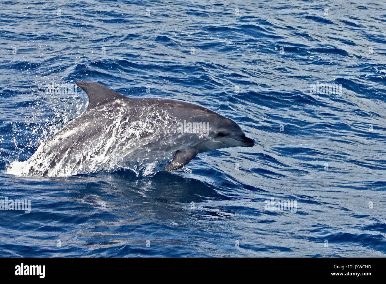 Common Bottlenose Dolphin (Tursiops truncates) porpoising in the waters of the Azores Stock Photo