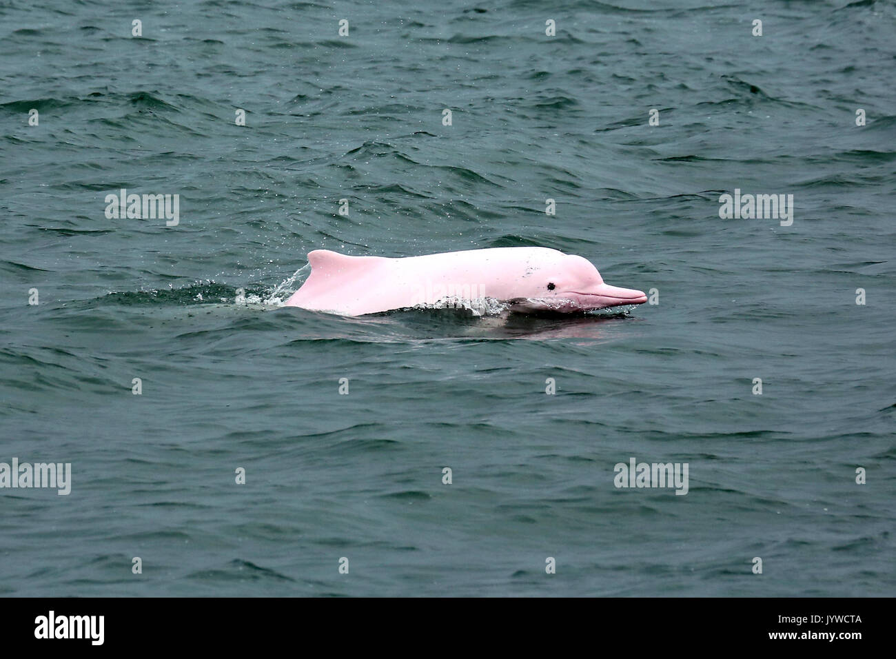Indo-Pacific Humpback Dolphin (Sousa chinensis) in Hong Kong waters. This coastal species is subject to increasing threats from humans. Stock Photo
