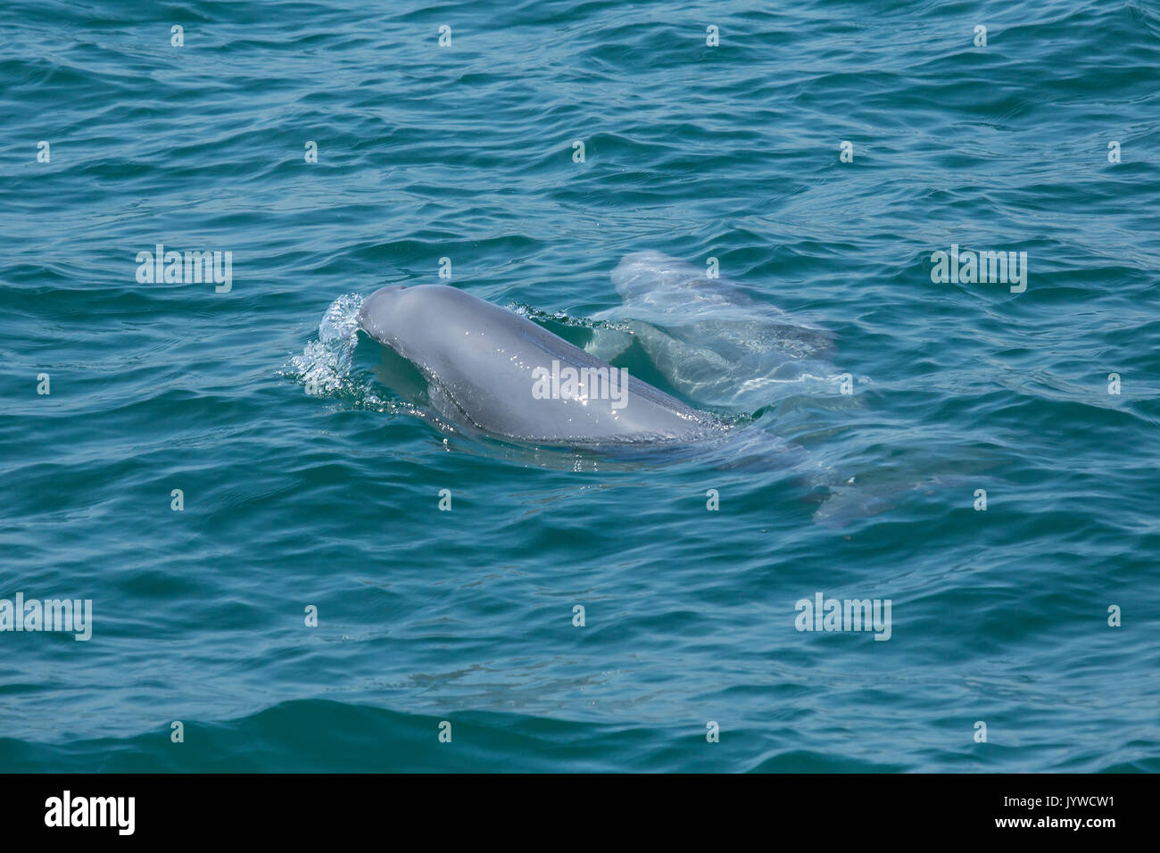 Indo-Pacific Finless Porpoise (Neophocaena phocaenoides) surfacing in Hong Kong waters Stock Photo