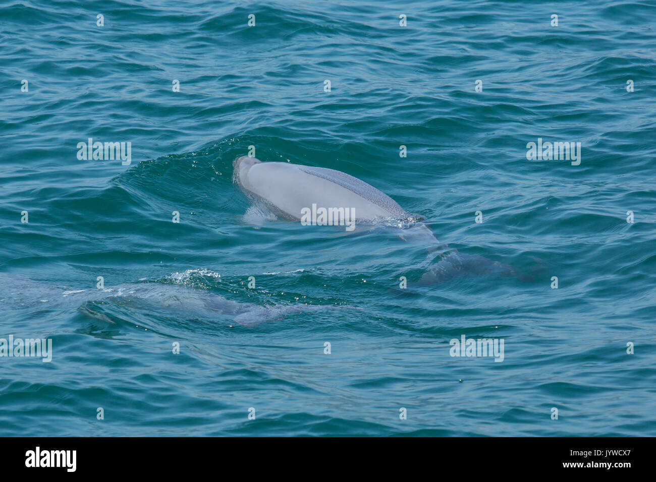 Indo-Pacific Finless Porpoise (Neophocaena phocaenoides) surfacing in Hong Kong waters Stock Photo