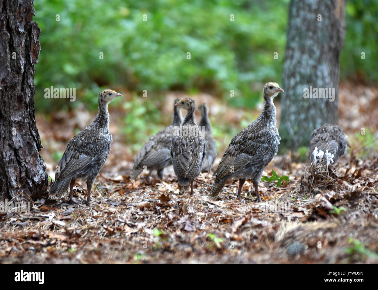 Turkey chicks on an outing on Cape Cod Stock Photo