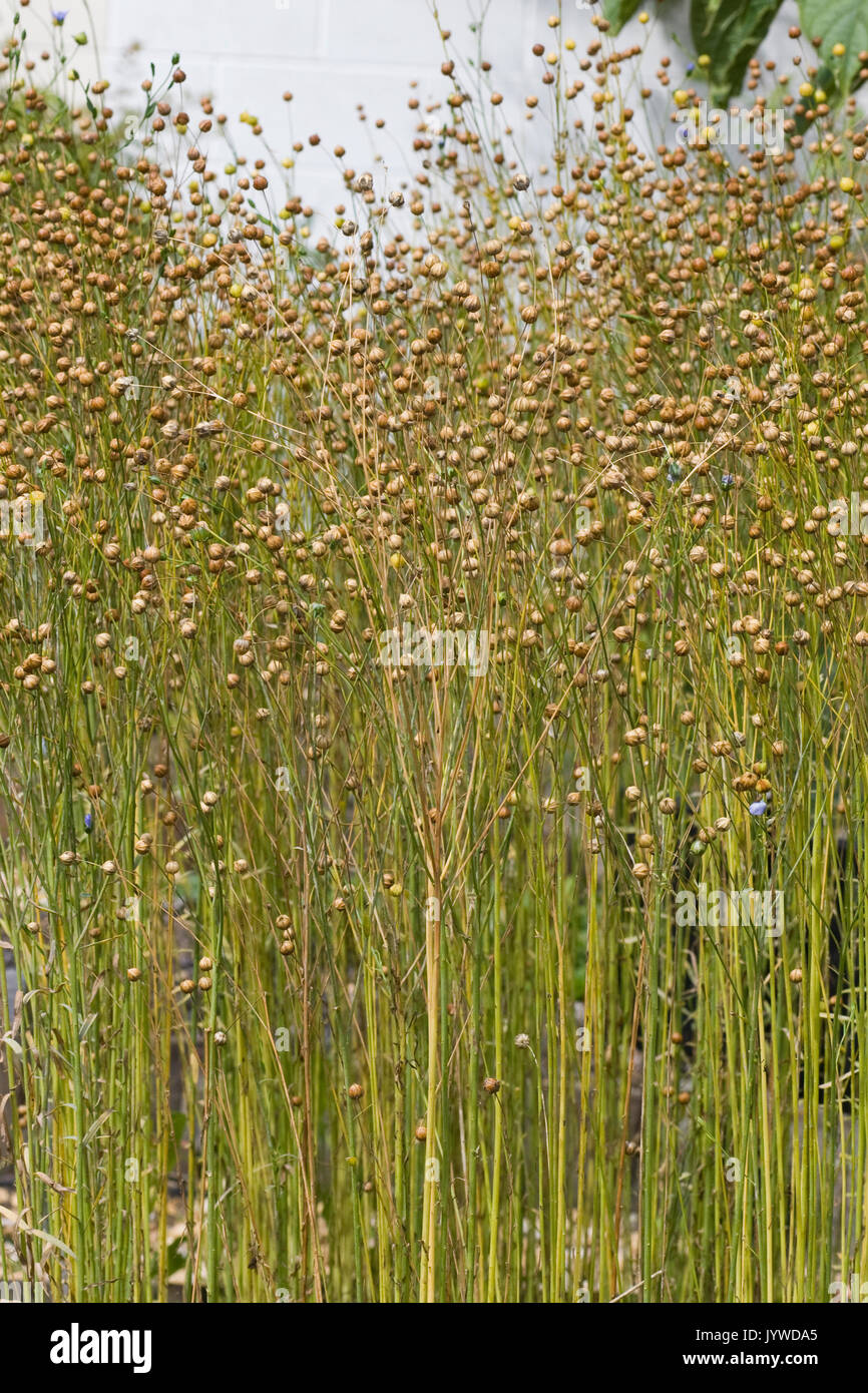 Flaxseeds Stock Photos & Flaxseeds Stock Images Alamy