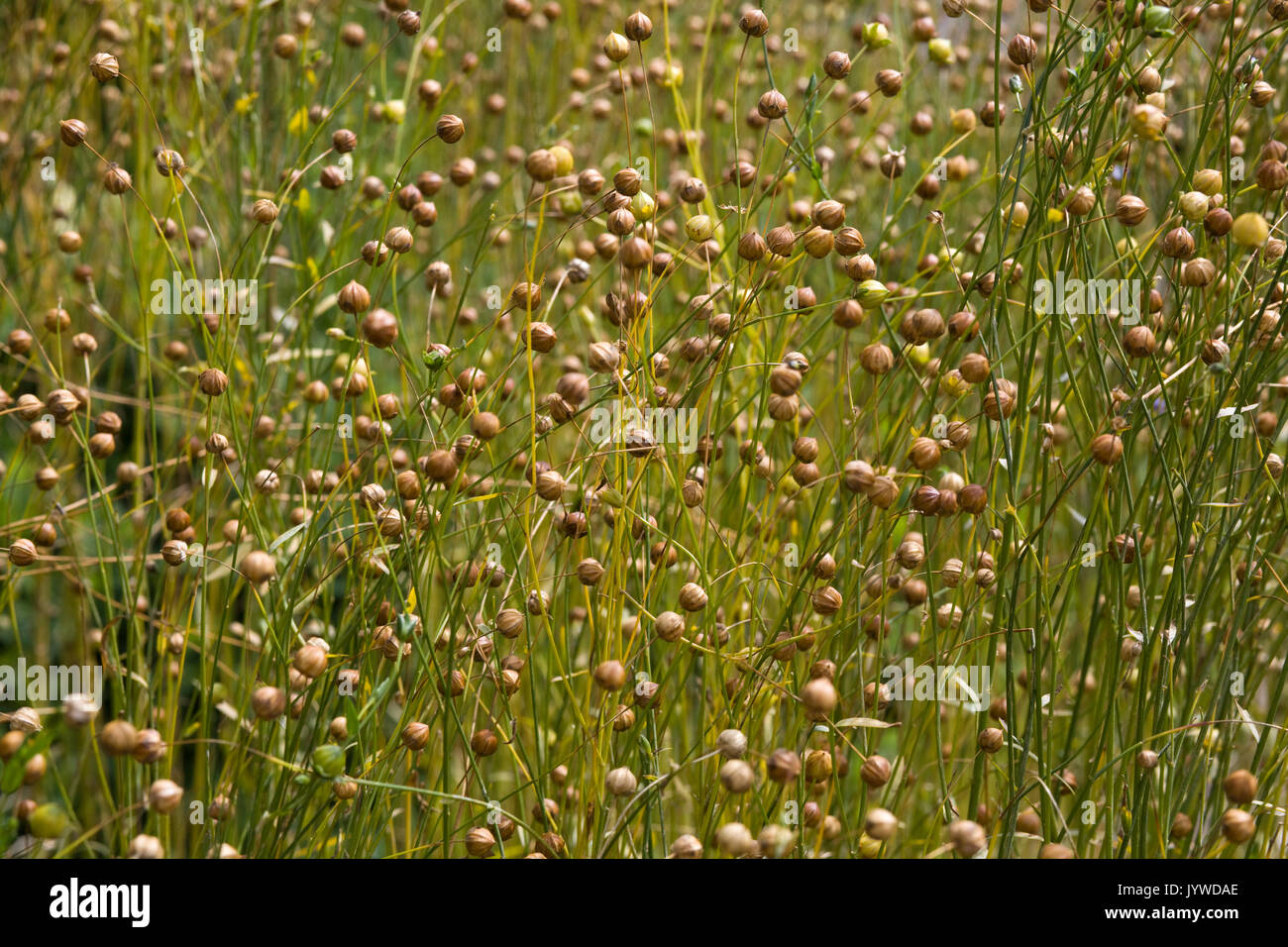 flax seeds growing in a garden Stock Photo Alamy