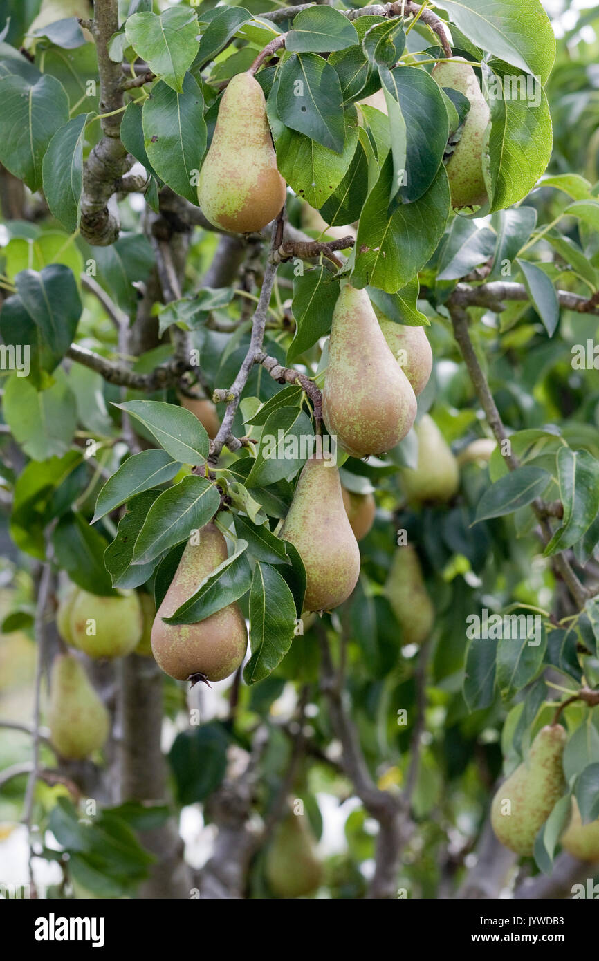 Pyrus communis ‘Beurre Hardy’ pears on a tree Stock Photo
