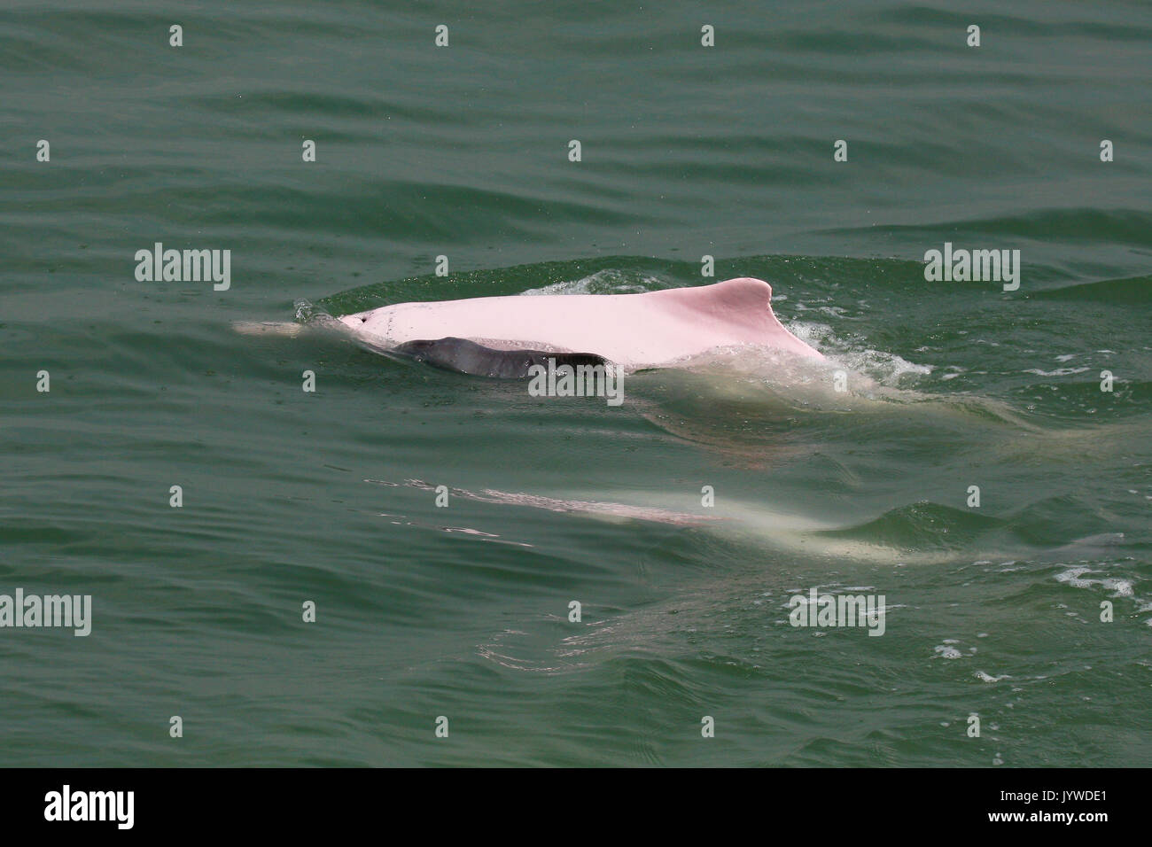 Indo-Pacific Humpback Dolphin (Sousa chinensis) mother and new born baby with foetal folds in HK waters. Stock Photo