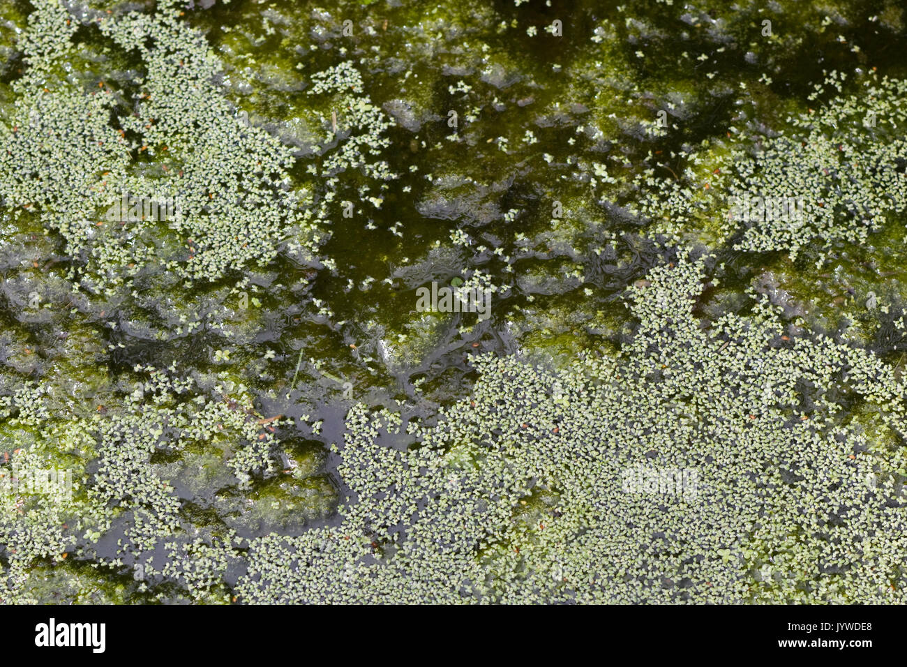 green algae on a pond, pond life Stock Photo
