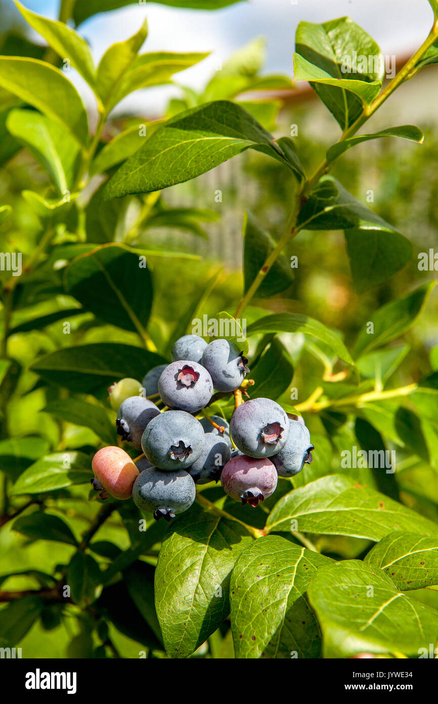 Variety 'Spartan' northern highbush blueberry cluster in various stages of ripening. Stock Photo