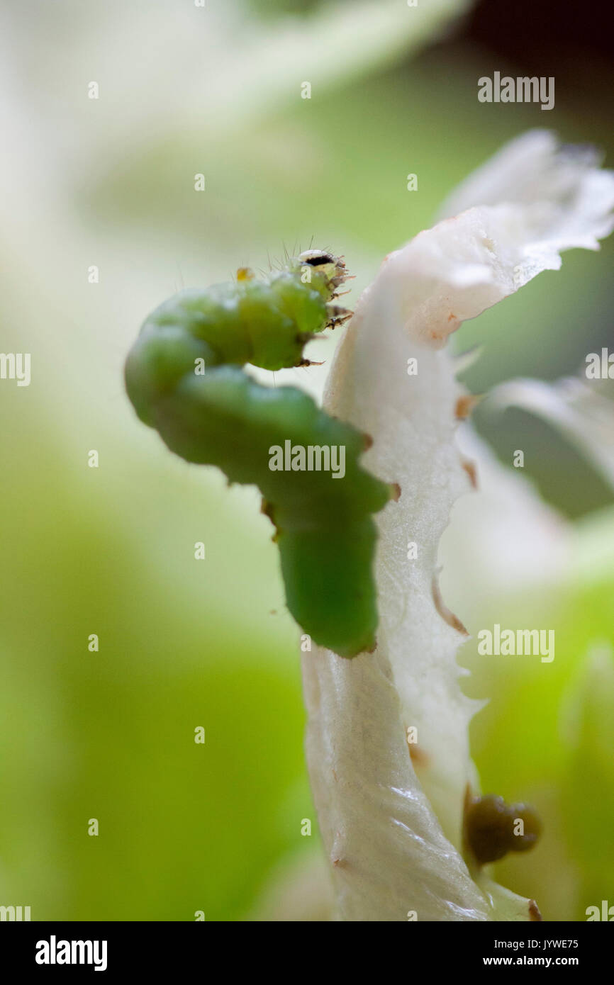 caterpillar eating lettuce Stock Photo Alamy