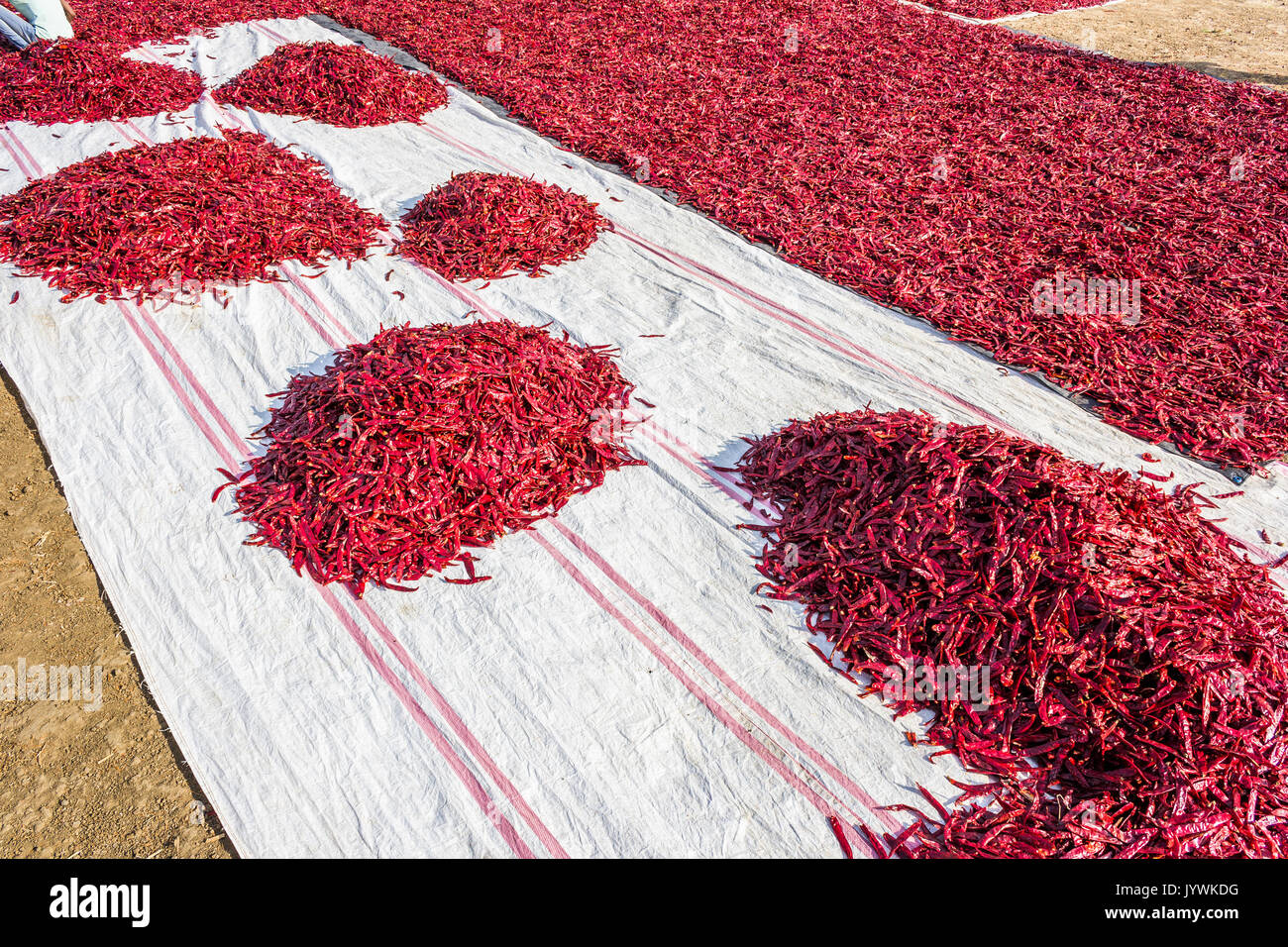 red chili pepper drying in shertha, Gujarat , India Stock Photo