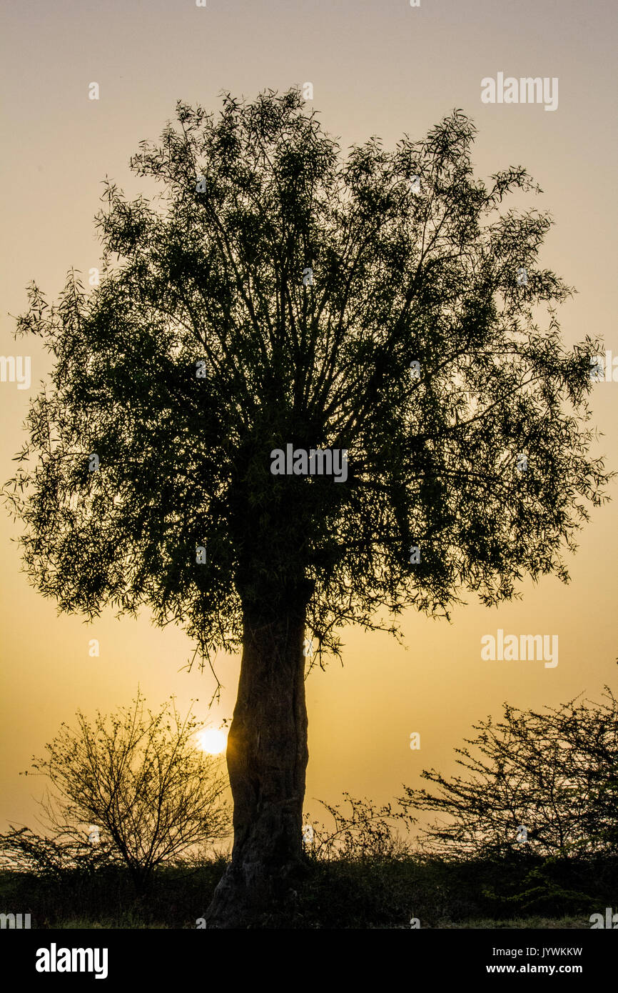Single standing tree hi-res stock photography and images - Alamy