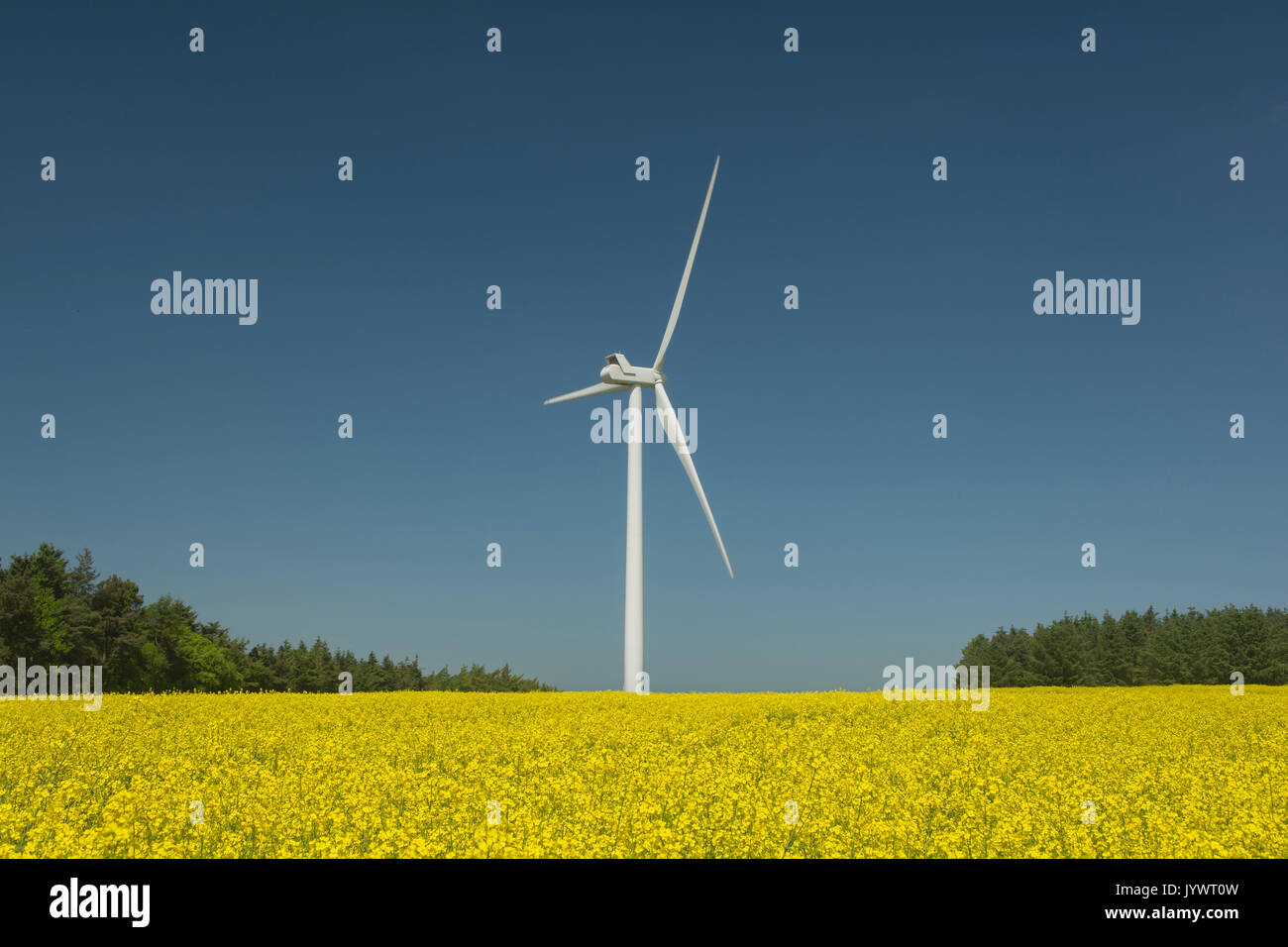Wind turbine in field of oil seed rape with blue sky Stock Photo