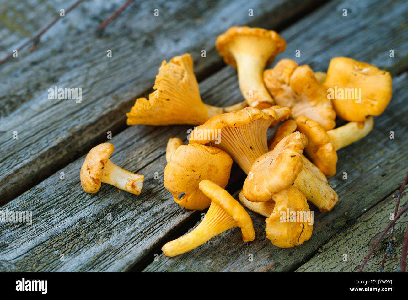 Chanterelle mushroom old wild hires stock photography and images Alamy