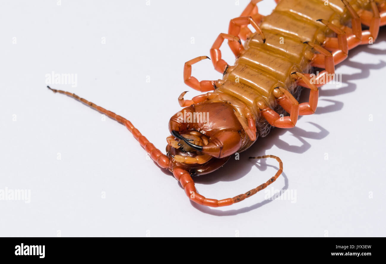 Large red centipede in upside down closeup with isolated white seamless background from Thailand. Stock Photo
