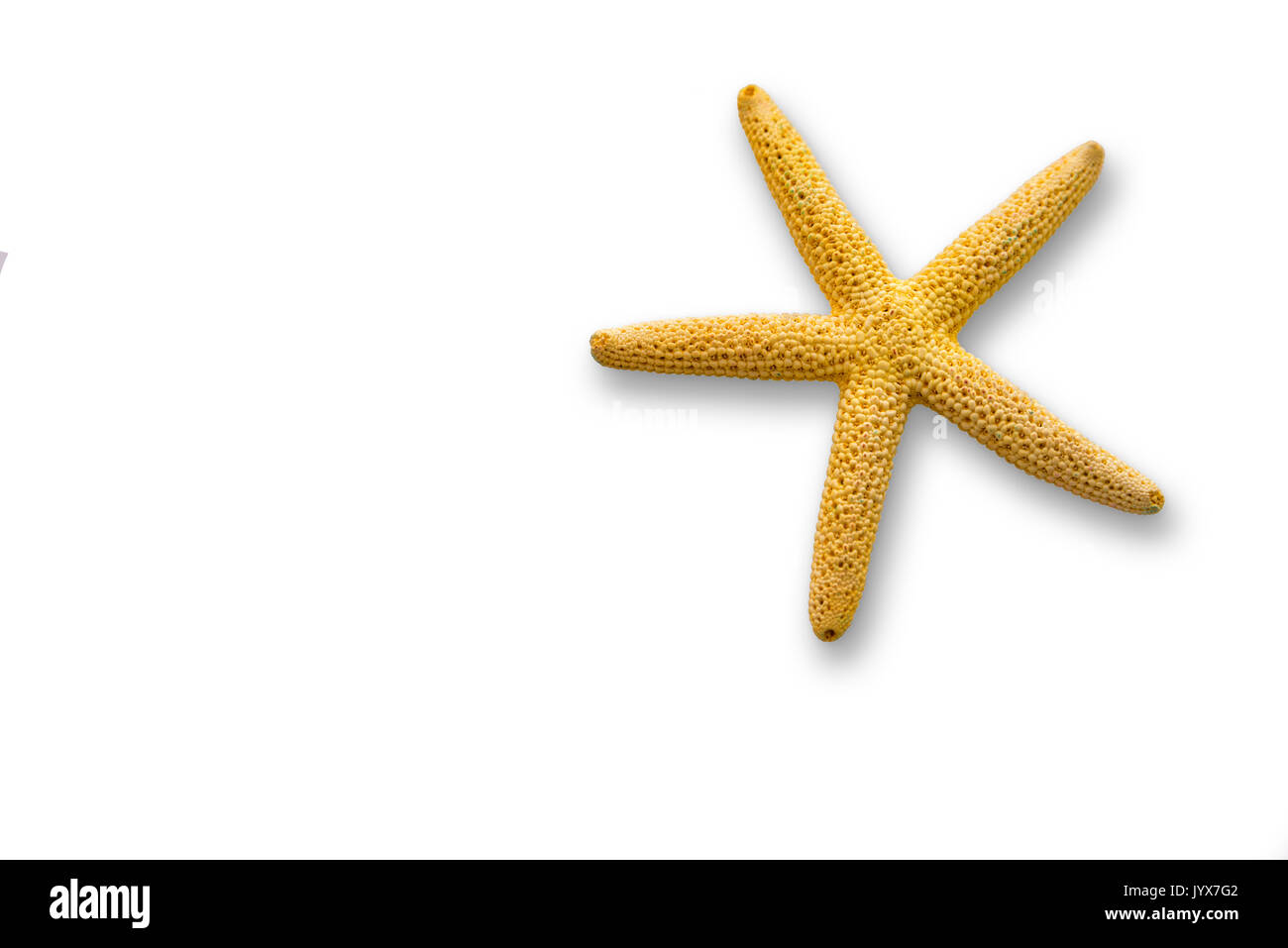 yellow starfish isolated on white background closeup. Stock Photo