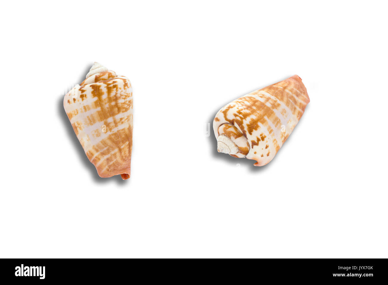 beautiful sea shell isolated on white background closeup Stock Photo ...