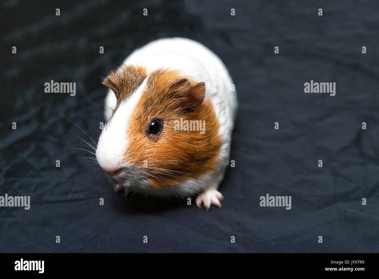 Guinea pig teeth diagram