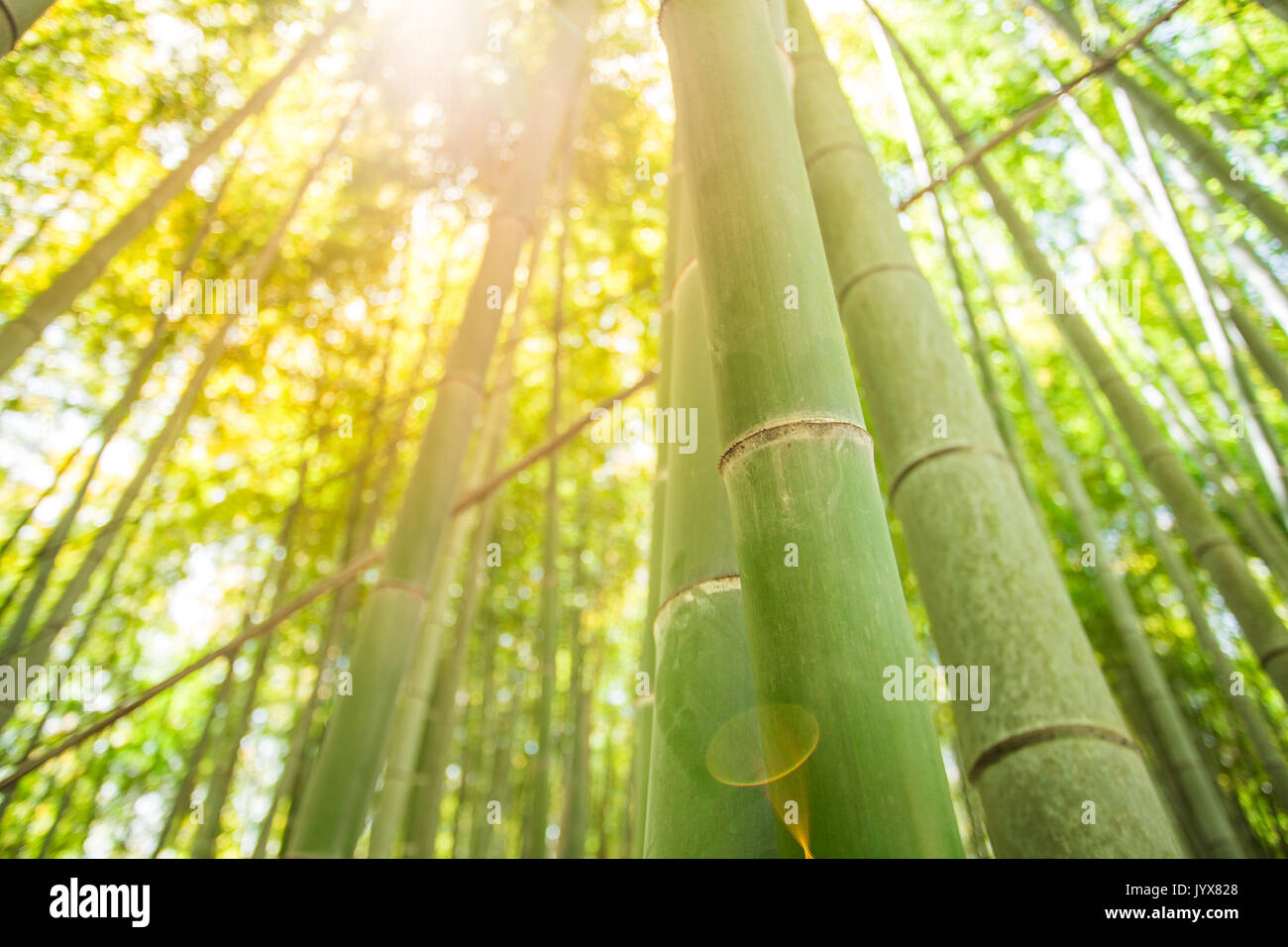 bamboo forest with sunlight Stock Photo