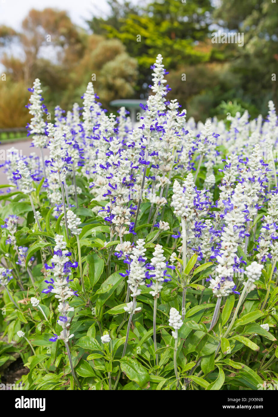 Mealycup Sage, AKA Mealy Sage (Salvia farinacea 'Strata'), a Summer bedding perennial plant, in a flower bed in Summer in West Sussex, England, UK. Stock Photo