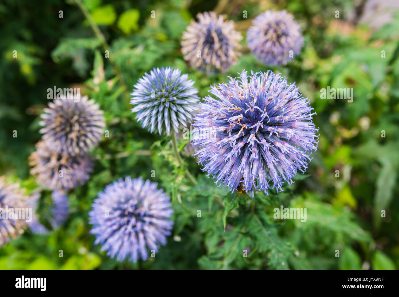 Echinops ritro plant, also known as Southern globethistle, a perennial