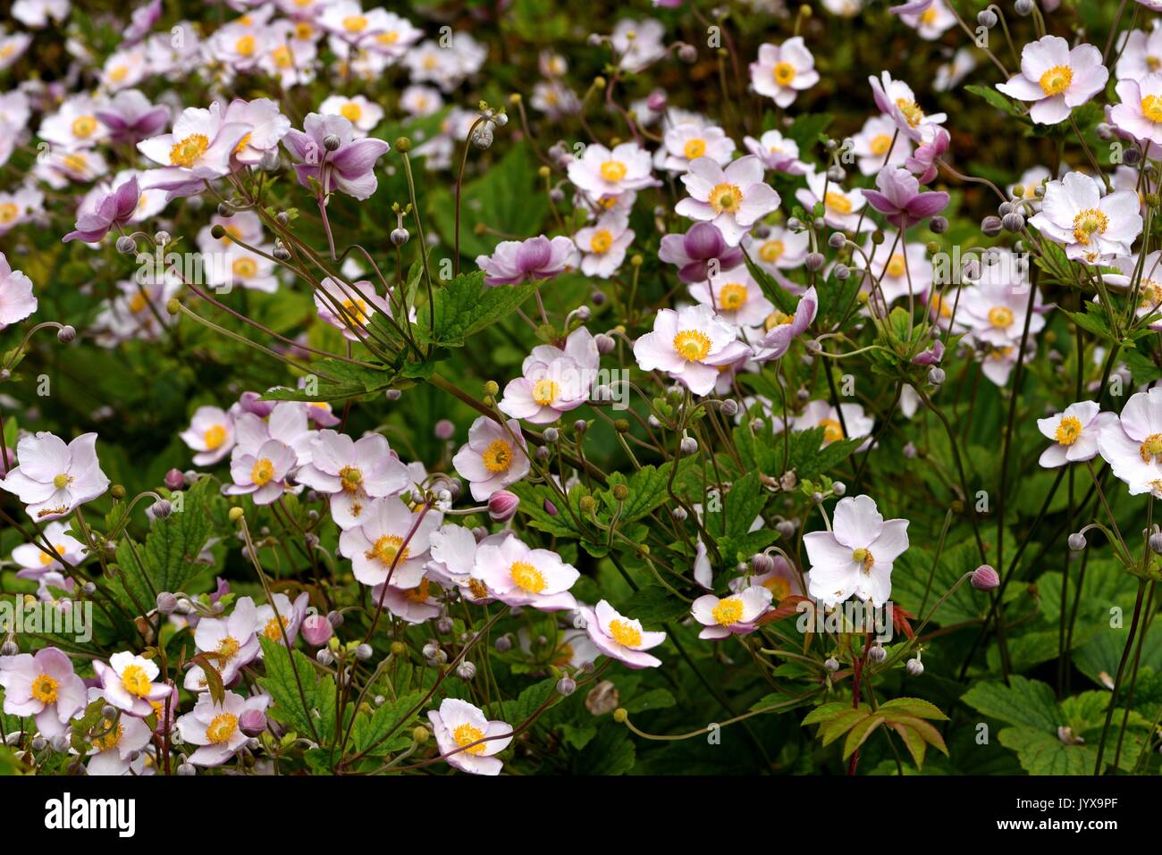 Anemones Stock Photo