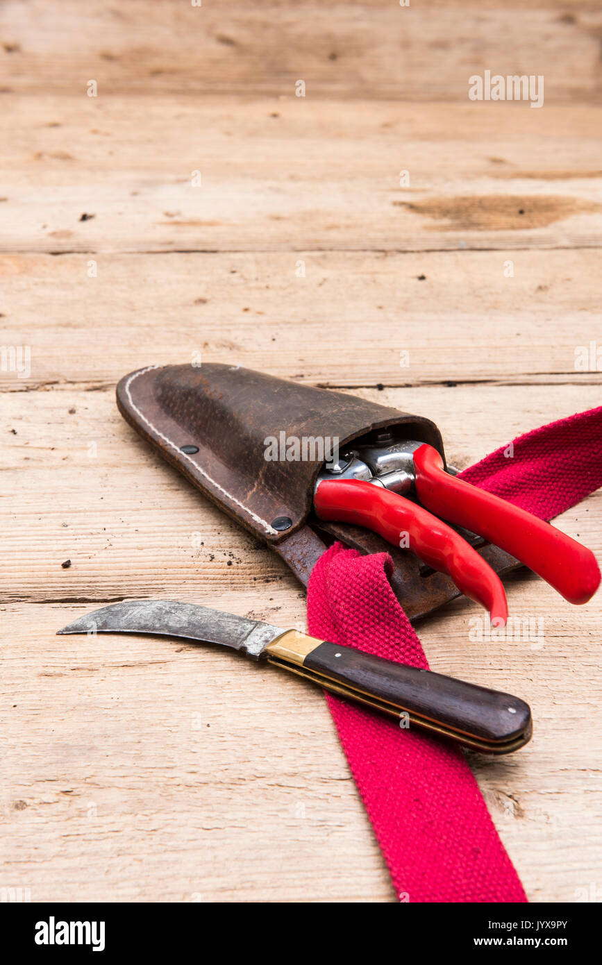 Secateurs in leather holster alongside a pruning knife on a wooden bench. Stock Photo