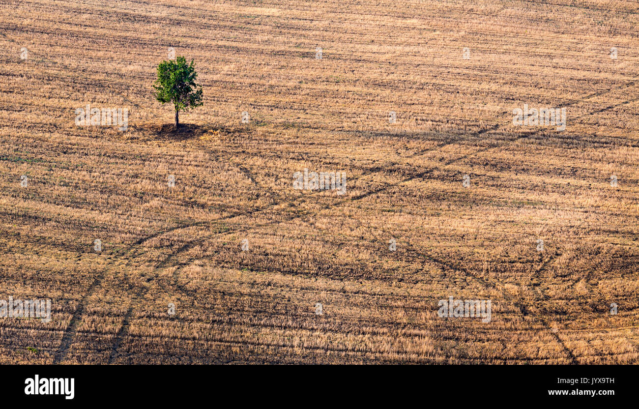 Sole tree hires stock photography and images Alamy
