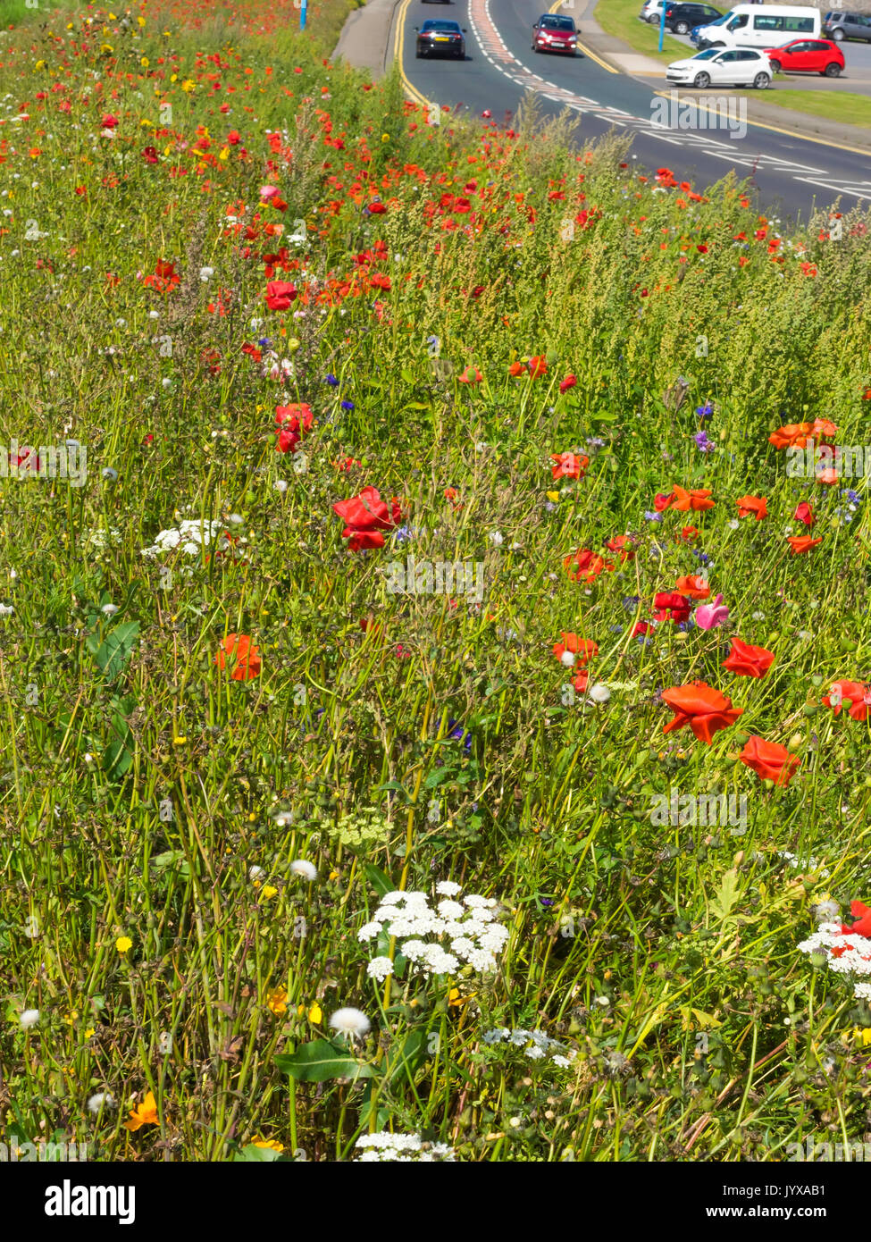 Roadside verges hi-res stock photography and images - Alamy