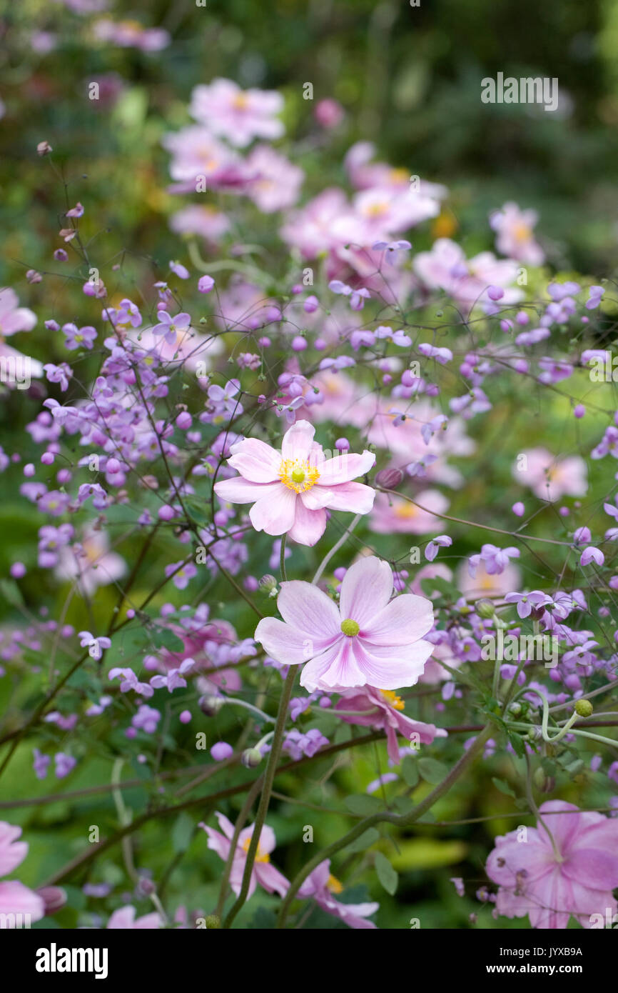 Japanese anemones and Thalictrum delayavi growing in an herbaceous border. Stock Photo