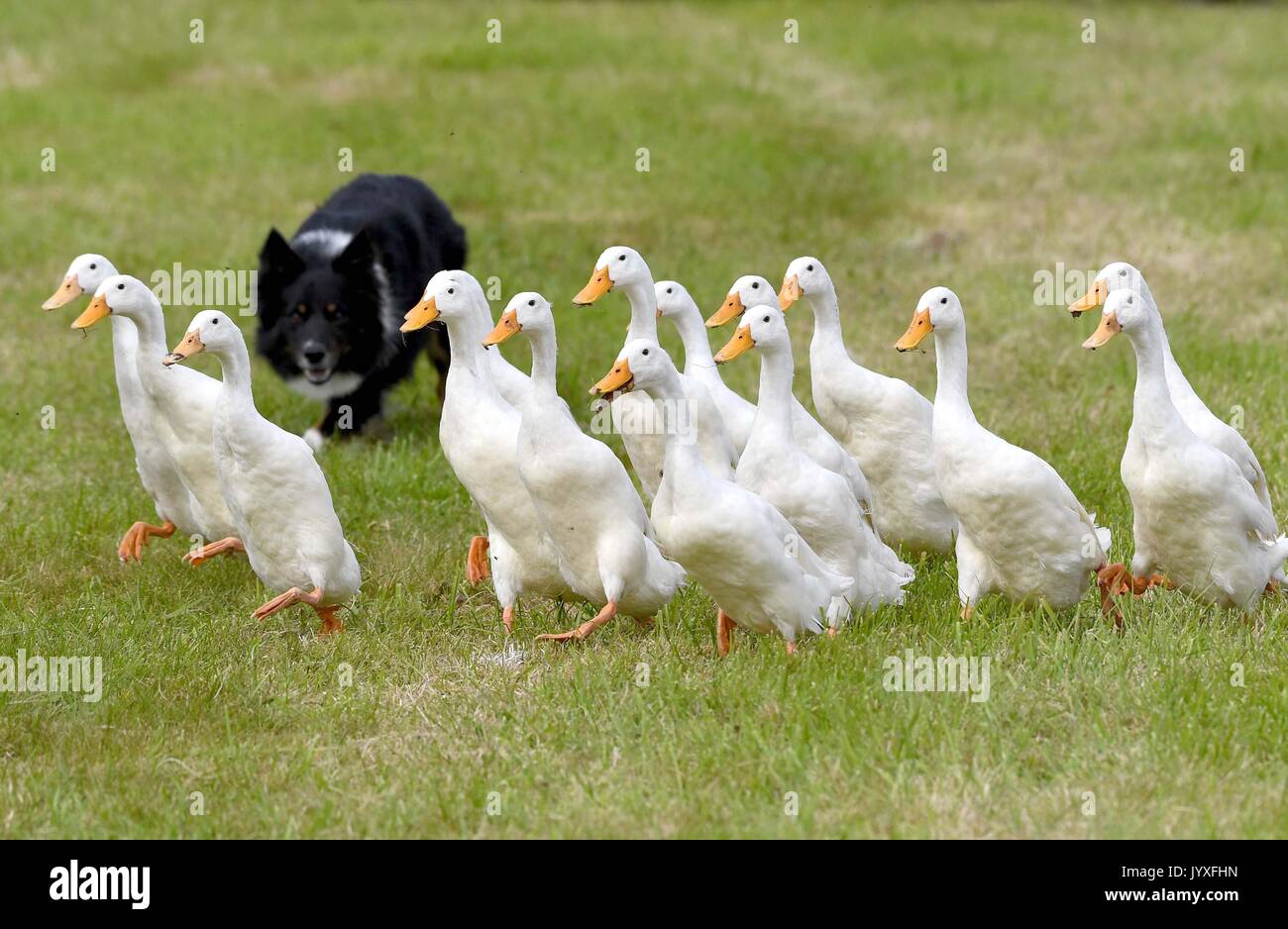 Buckham fair hires stock photography and images Alamy