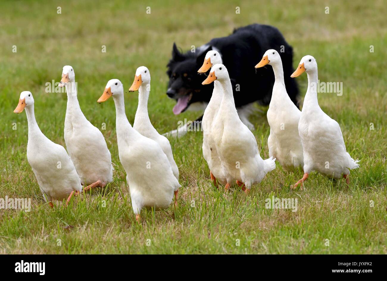 Buckham fair hires stock photography and images Alamy
