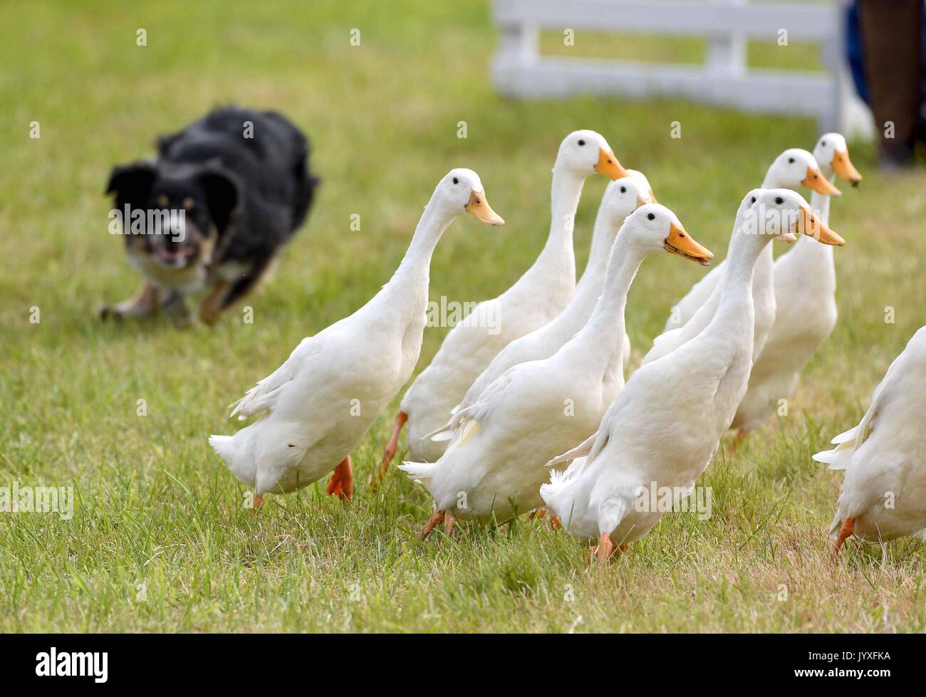Buckham fair hires stock photography and images Alamy
