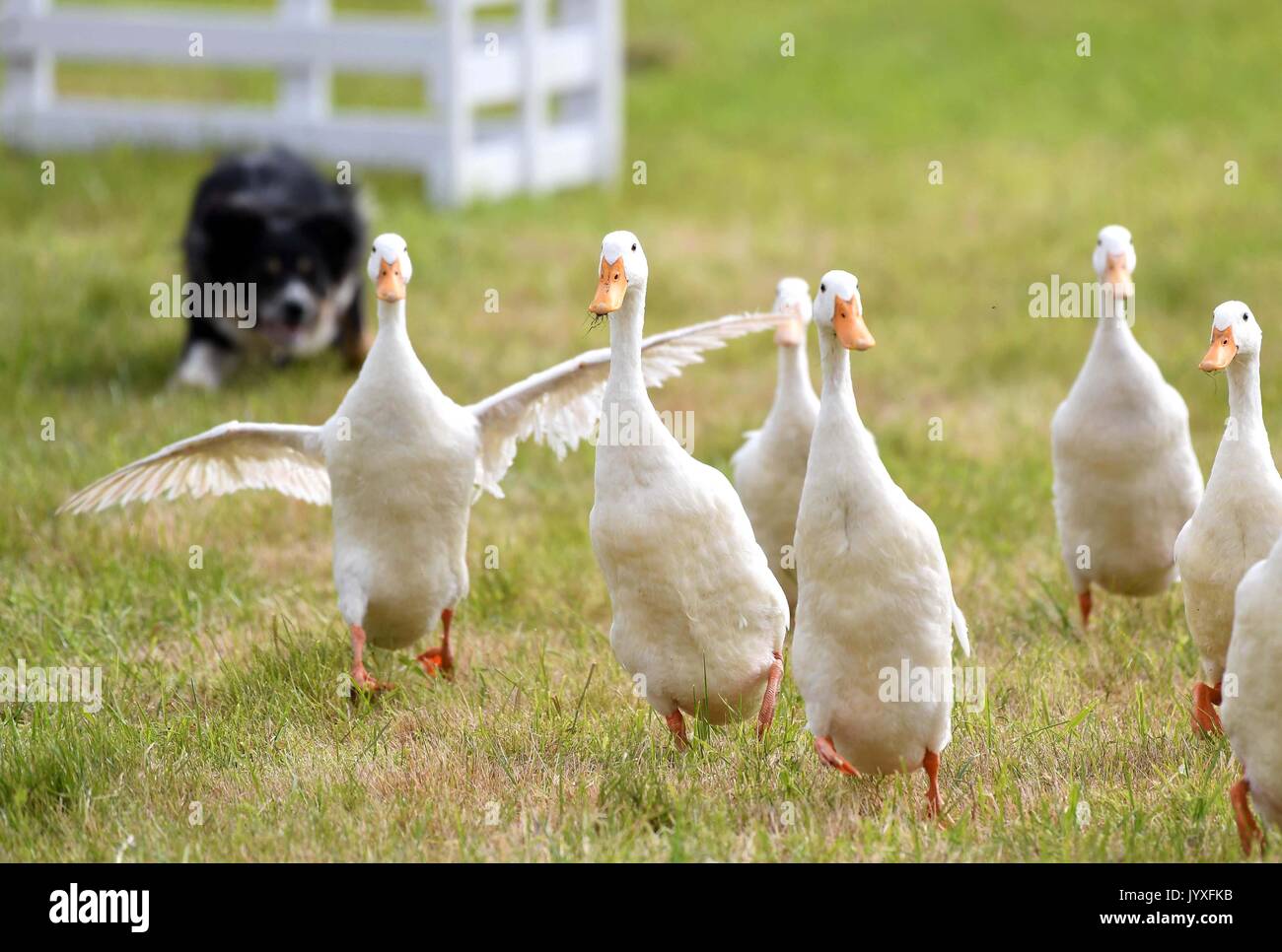 Buckham fair hires stock photography and images Alamy