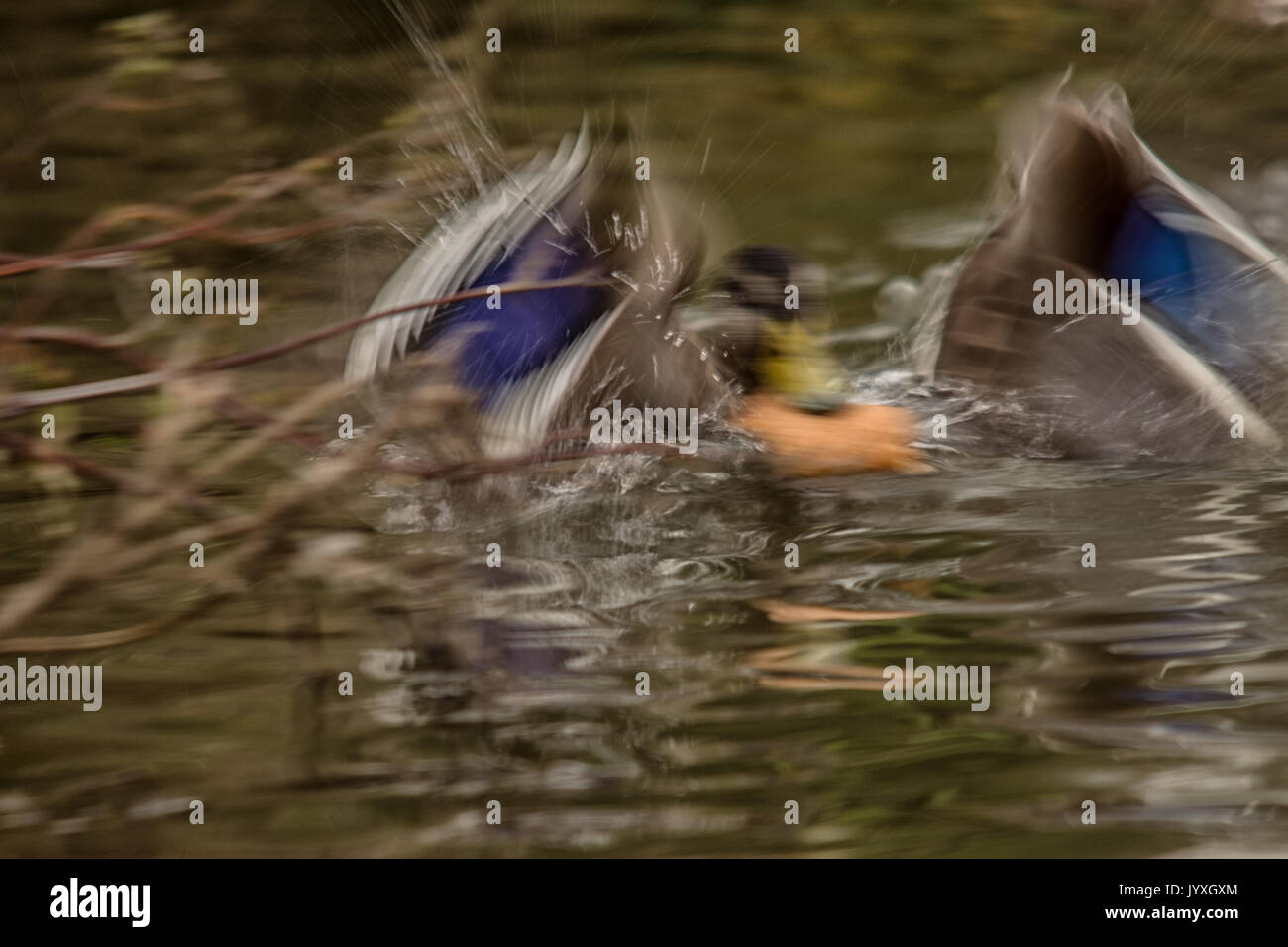 Melton Mowbray, UK. 20th Aug, 2017. UK Weather. Warm but overcast.  Blue skies, swan reflections on the lake, Mallard ducks, visitors, new signs, buzzards high in the sky, mating dragonflies and grey squirrel watchers from a far hiding among the trees during a mid summers days at the country park. Credit: Clifford Norton/Alamy Live News Stock Photo