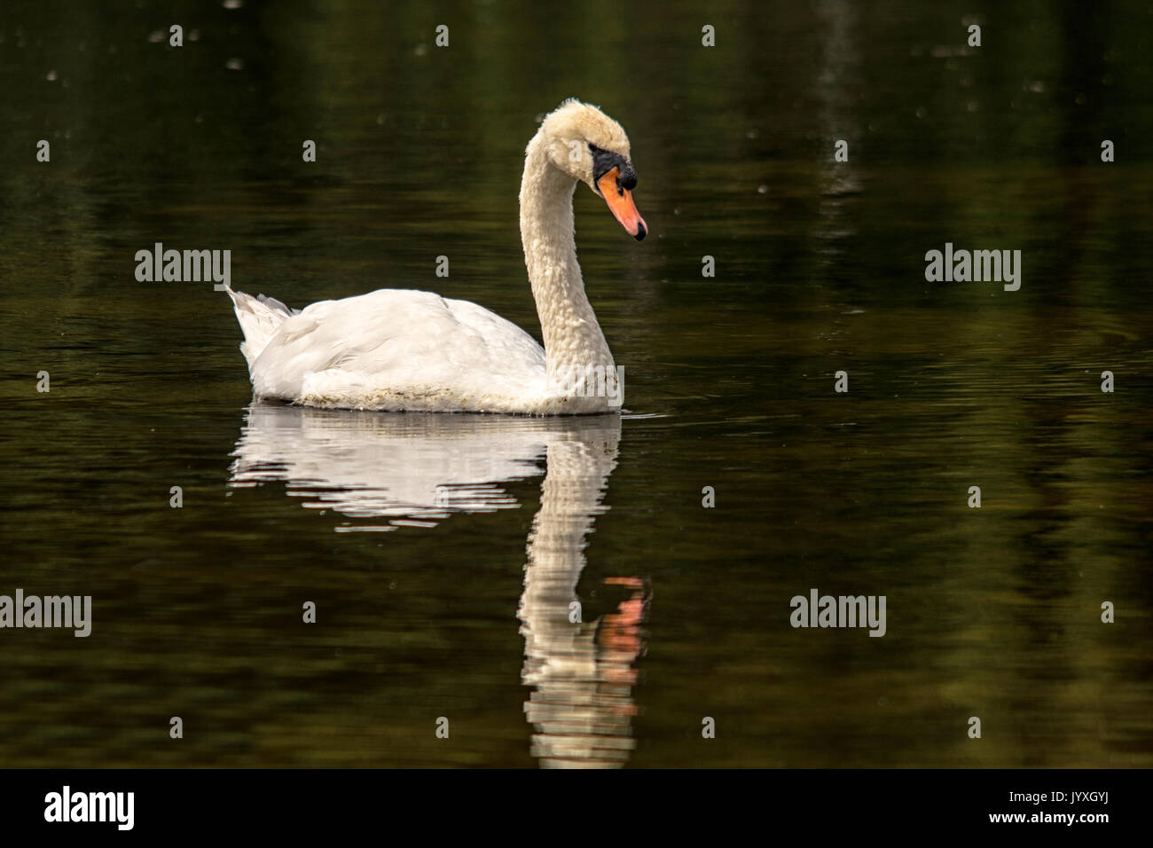 Melton Mowbray, UK. 20th Aug, 2017. UK Weather. Warm but overcast.  Blue skies, swan reflections on the lake, Mallard ducks, visitors, new signs, buzzards high in the sky, mating dragonflies and grey squirrel watchers from a far hiding among the trees during a mid summers days at the country park. Credit: Clifford Norton/Alamy Live News Stock Photo