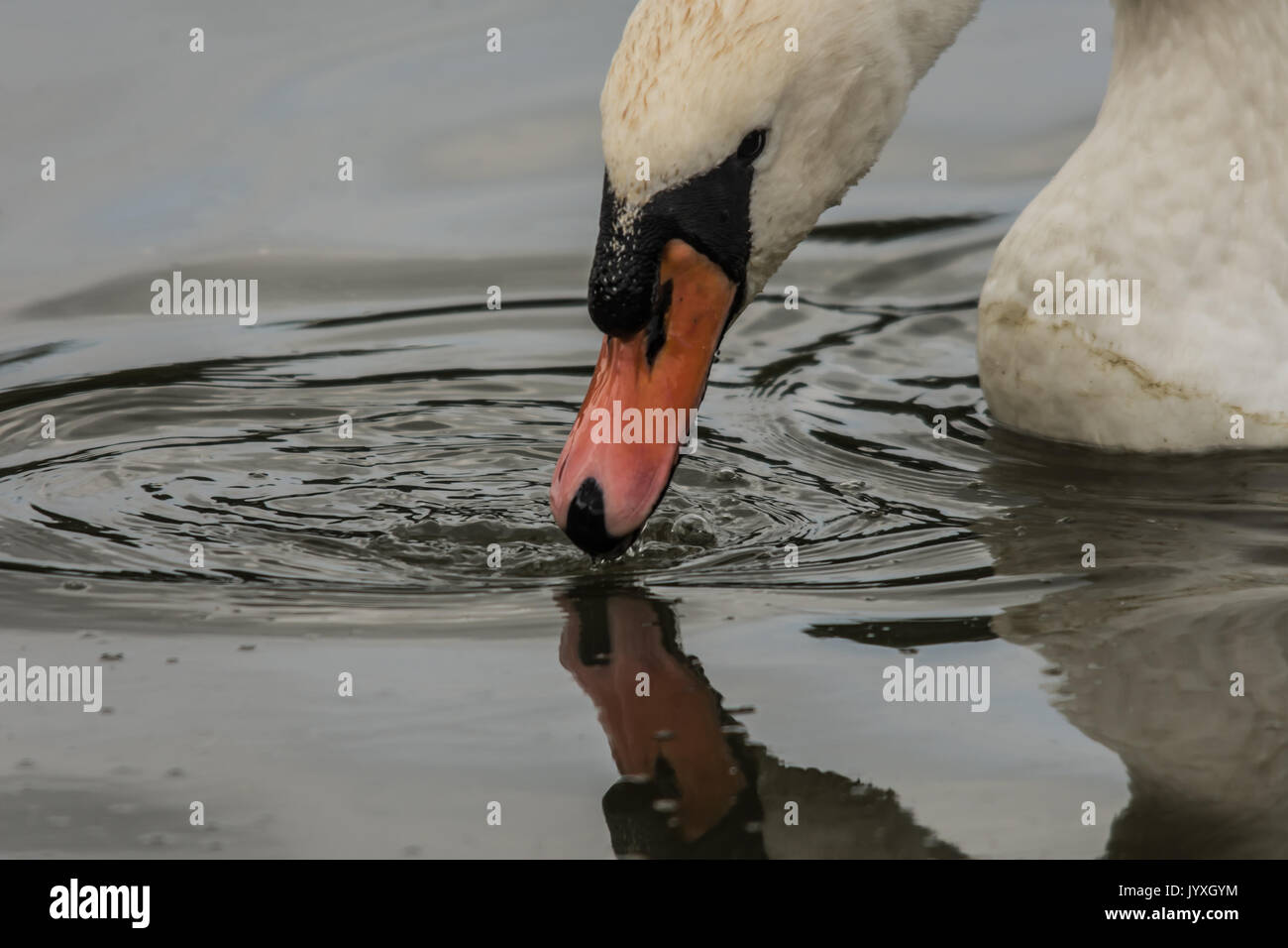 Melton Mowbray, UK. 20th Aug, 2017. UK Weather. Warm but overcast.  Blue skies, swan reflections on the lake, Mallard ducks, visitors, new signs, buzzards high in the sky, mating dragonflies and grey squirrel watchers from a far hiding among the trees during a mid summers days at the country park. Credit: Clifford Norton/Alamy Live News Stock Photo