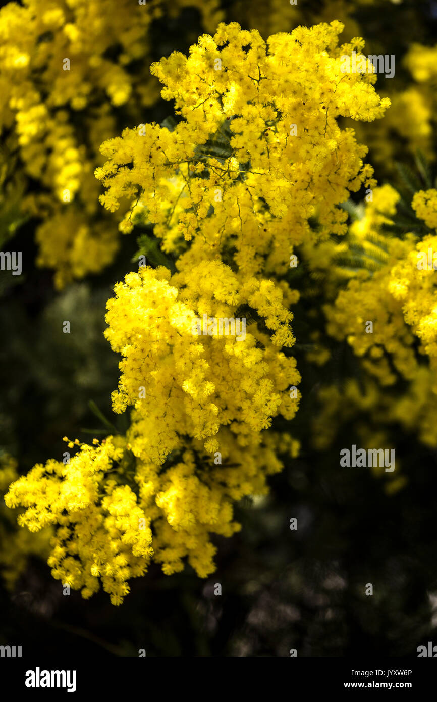 Detail of Mimosa flower Stock Photo