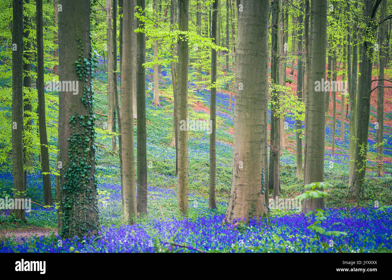 Bluebells into the Halle Forest, Halle, Bruxelles, Flandres, Belgium Stock Photo
