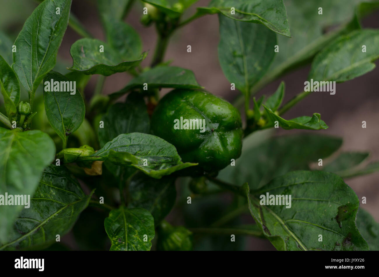 green pepper growing in the garden Stock Photo Alamy