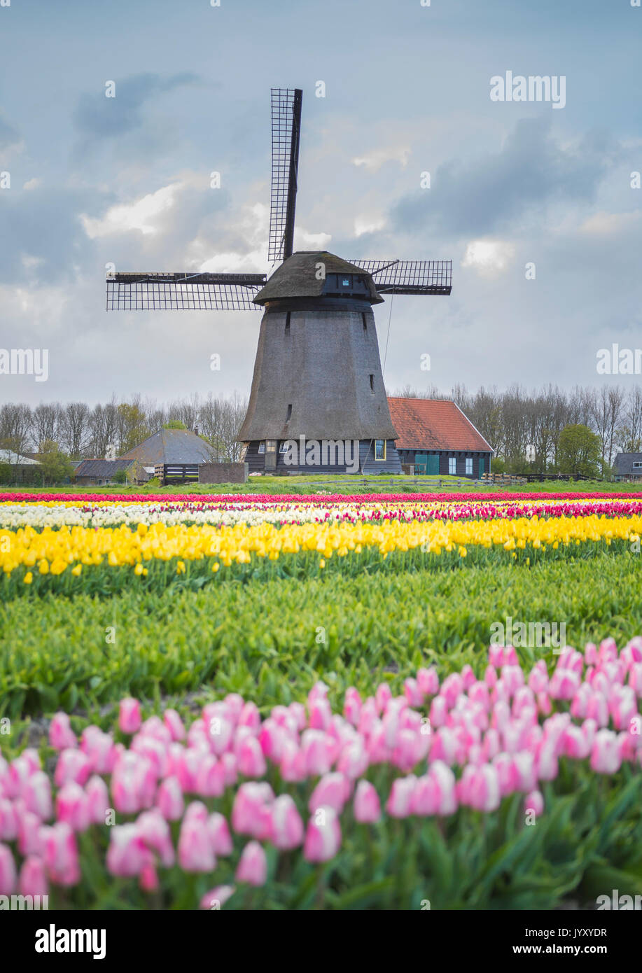 Windmill and tulips fields, Alkmaar polder, Netherlands Stock Photo