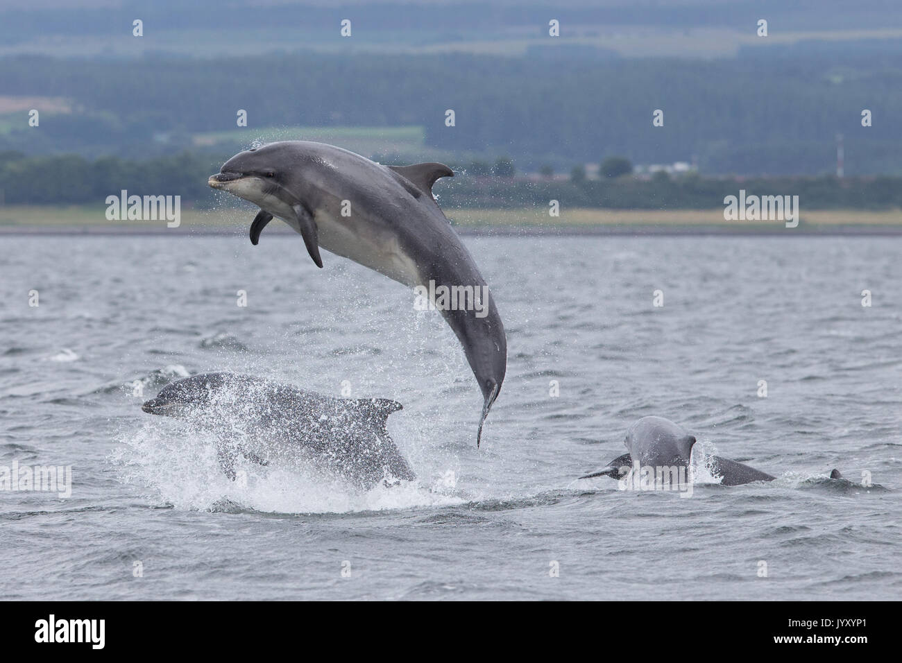 Bottlenose dolphins breaching in the waters of the Moray Firth, near ...