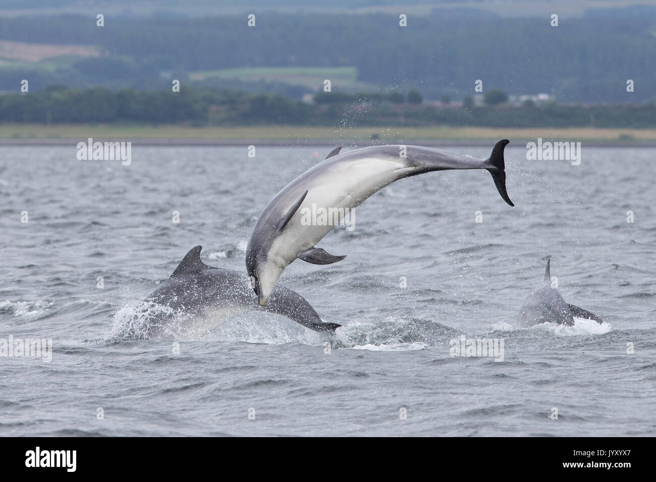 Bottlenose dolphins breaching in the waters of the Moray Firth, near ...