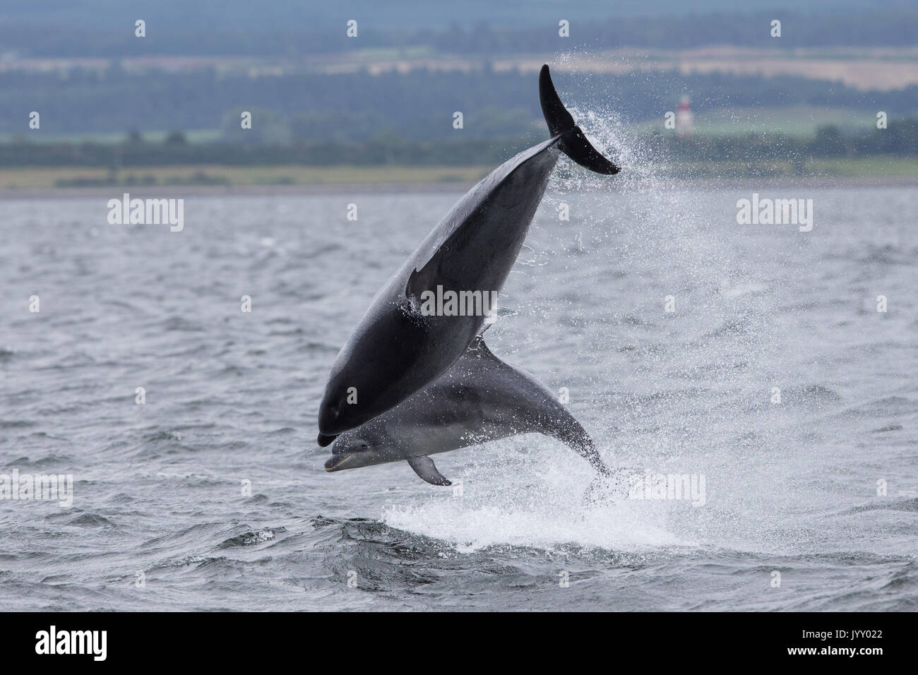 Bottlenose dolphins breaching in the waters of the Moray Firth, near ...
