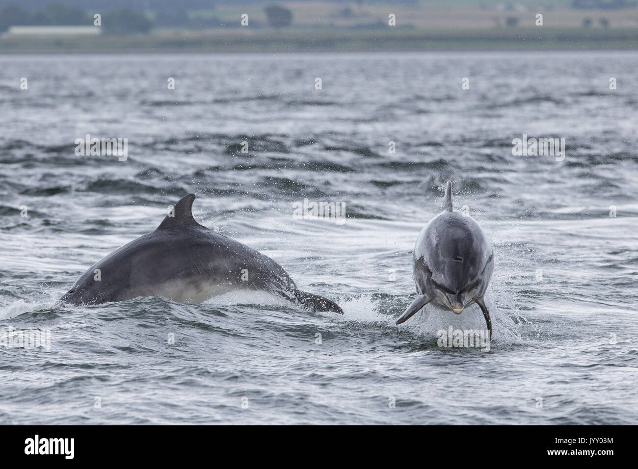 Bottlenose dolphins breaching in the waters of the Moray Firth, near ...