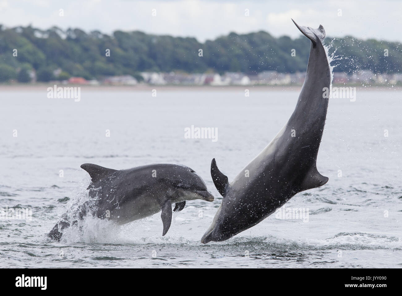 Bottlenose dolphins breaching in the waters of the Moray Firth, near Chanonry Point, in the Scottish Highlands. Stock Photo