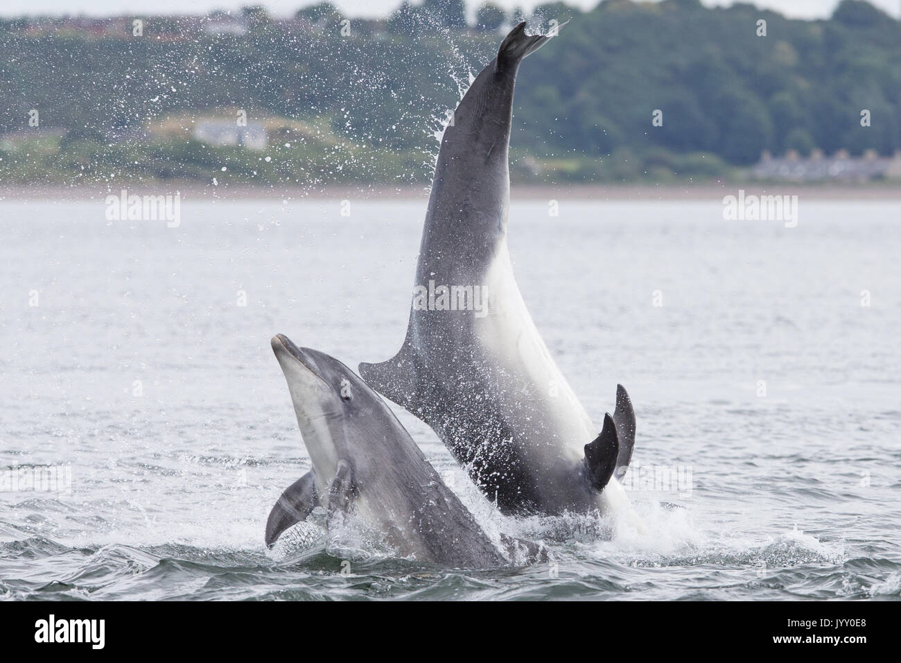 Bottlenose dolphins breaching in the waters of the Moray Firth, near ...