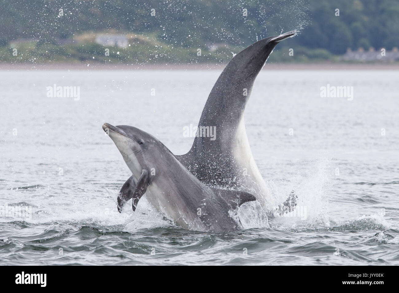 Bottlenose dolphins breaching in the waters of the Moray Firth, near ...
