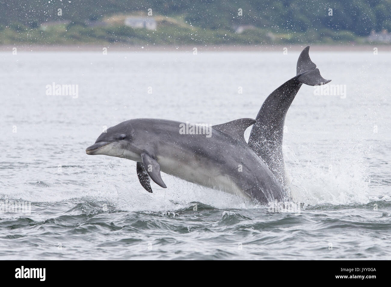 Bottlenose dolphins breaching in the waters of the Moray Firth, near Chanonry Point, in the Scottish Highlands. Stock Photo
