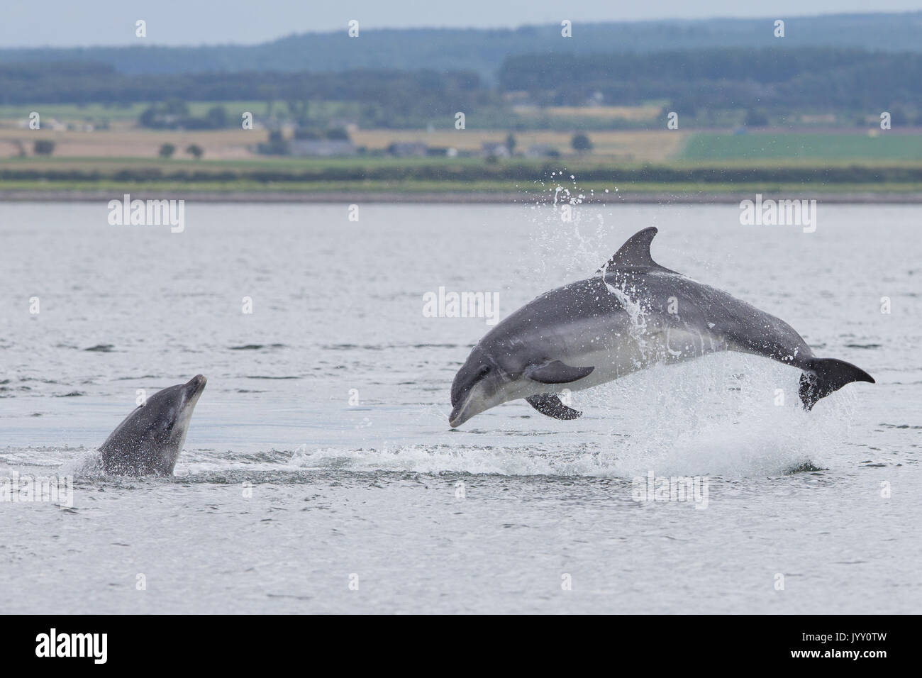 Bottlenose dolphins breaching in the waters of the Moray Firth, near ...